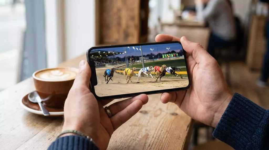 Person watching a greyhound race live stream on a smartphone