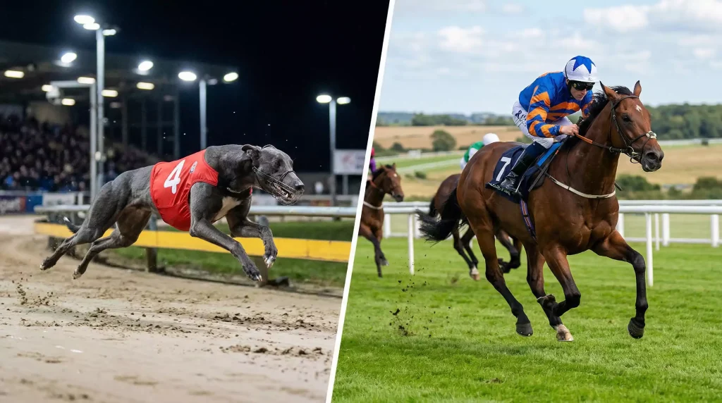 Split scene comparing a greyhound sprinting on a sand track and a horse racing on turf