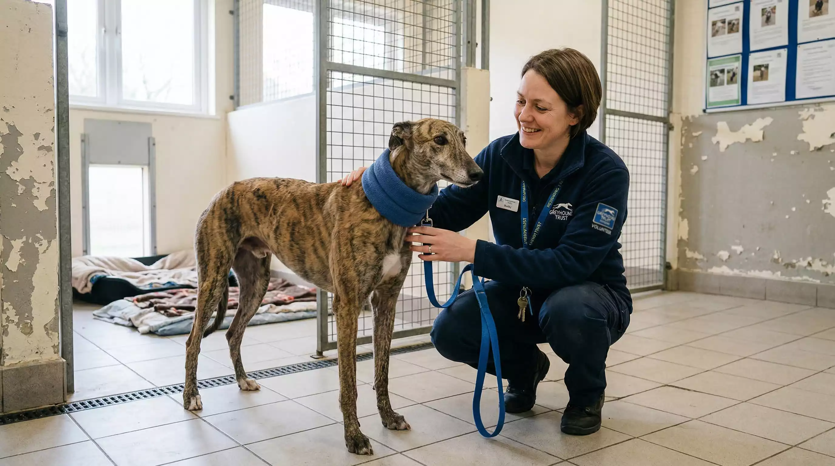 Retired greyhound being cared for at a rehoming centre in the UK with a handler