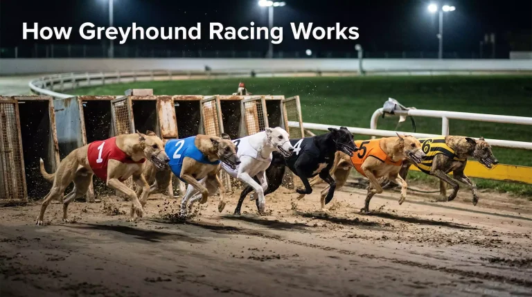 How greyhound racing works — six greyhounds bursting from starting traps on a sand track